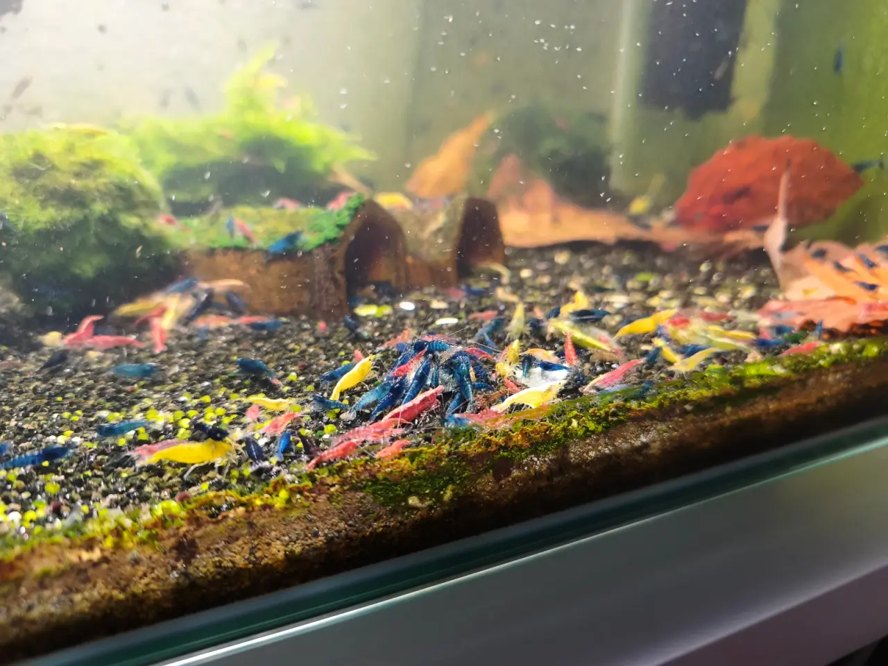 Billede 2 - 50 Neocaridina-mixrejer 🦐 | 100,-