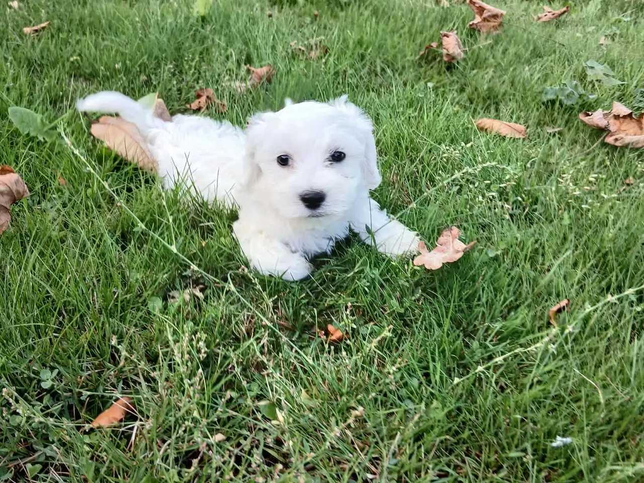 Billede 3 - Bichon maltesse