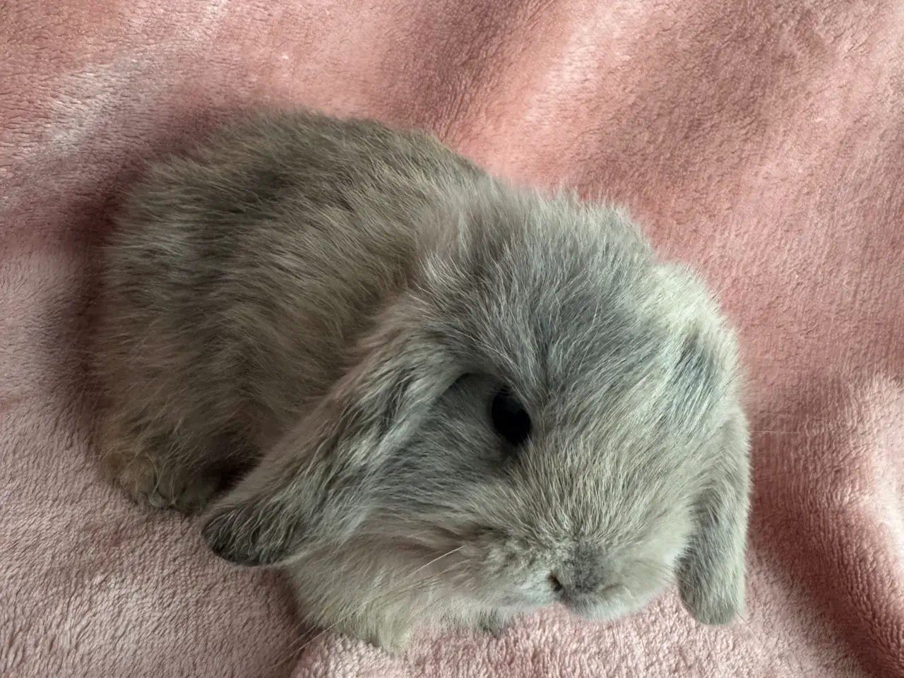 Billede 2 - 🐰Mini lop kanin unger🐰