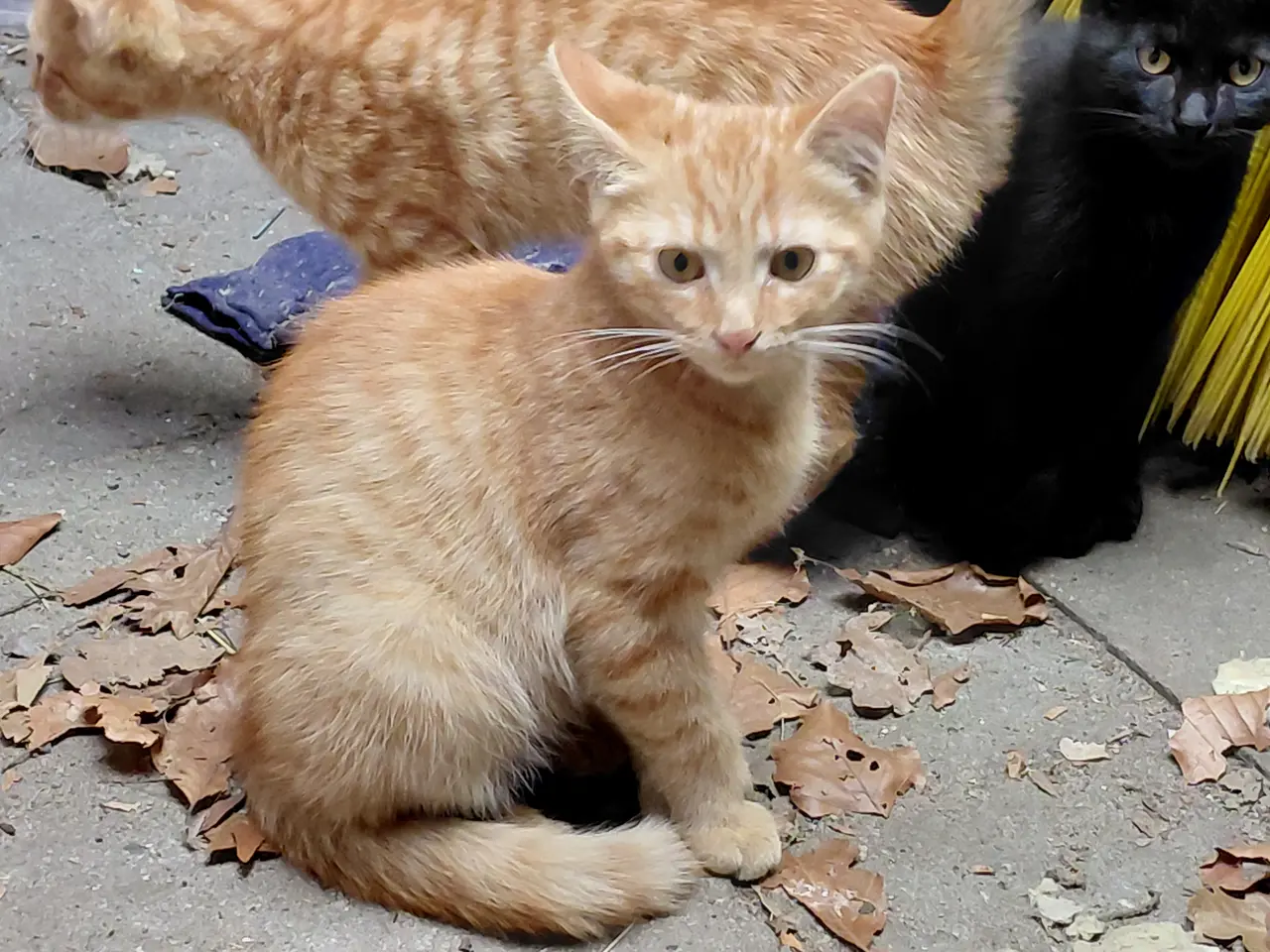 Billede 1 - Maine coon blanding.