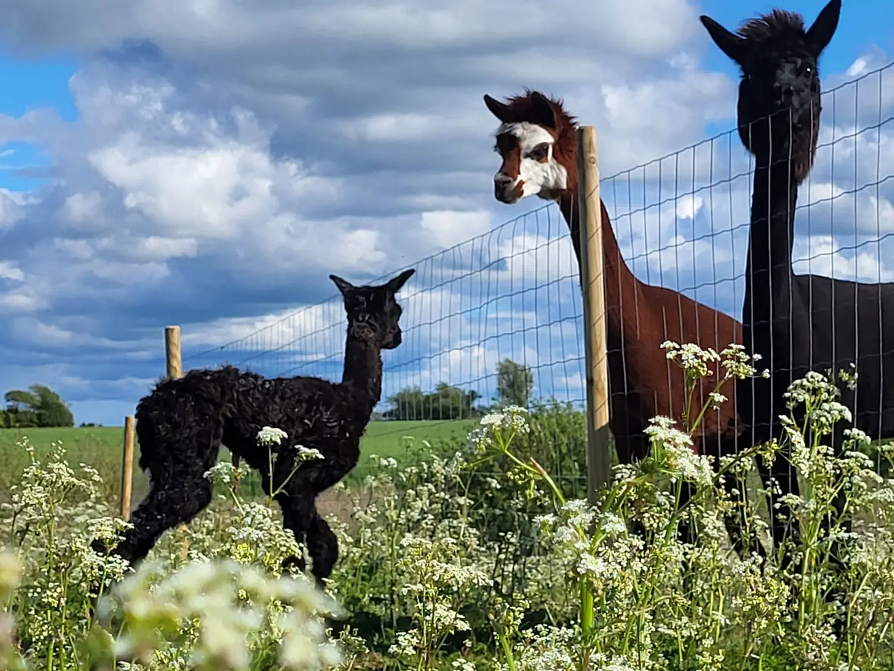 Billede 2 - Alpacaer 4 stk 