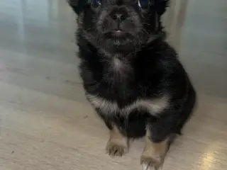 Chihuahua/pomeranian han hvalp