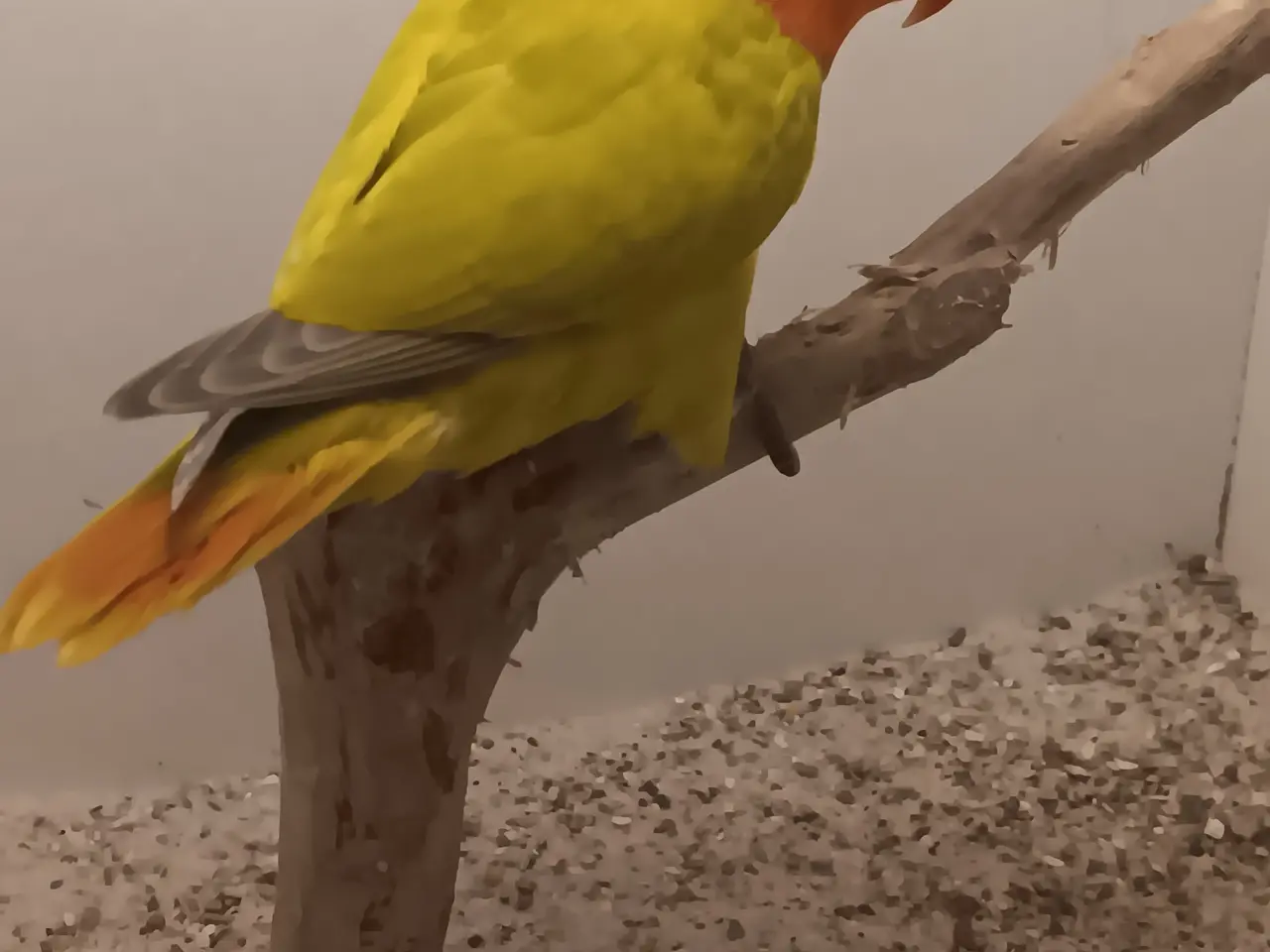 Billede 5 - Unger af  rødhovdet dværge papegøje I grøn opaline