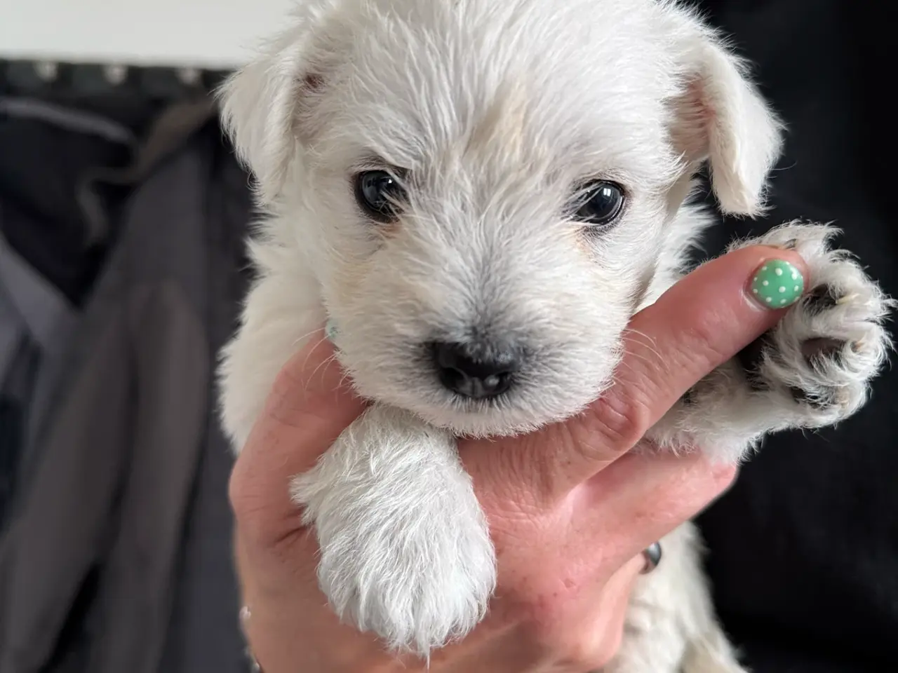 Billede 4 - Wee-Chon skøn blanding med Westie og Bichon Frisé