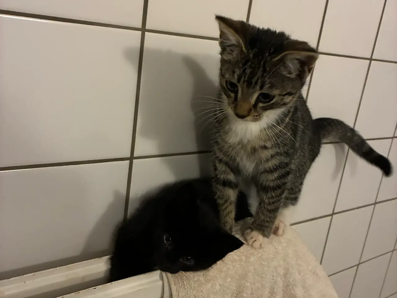 Billede 2 - Kattekilling
