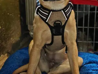 Ukrainsk hund søger hjem