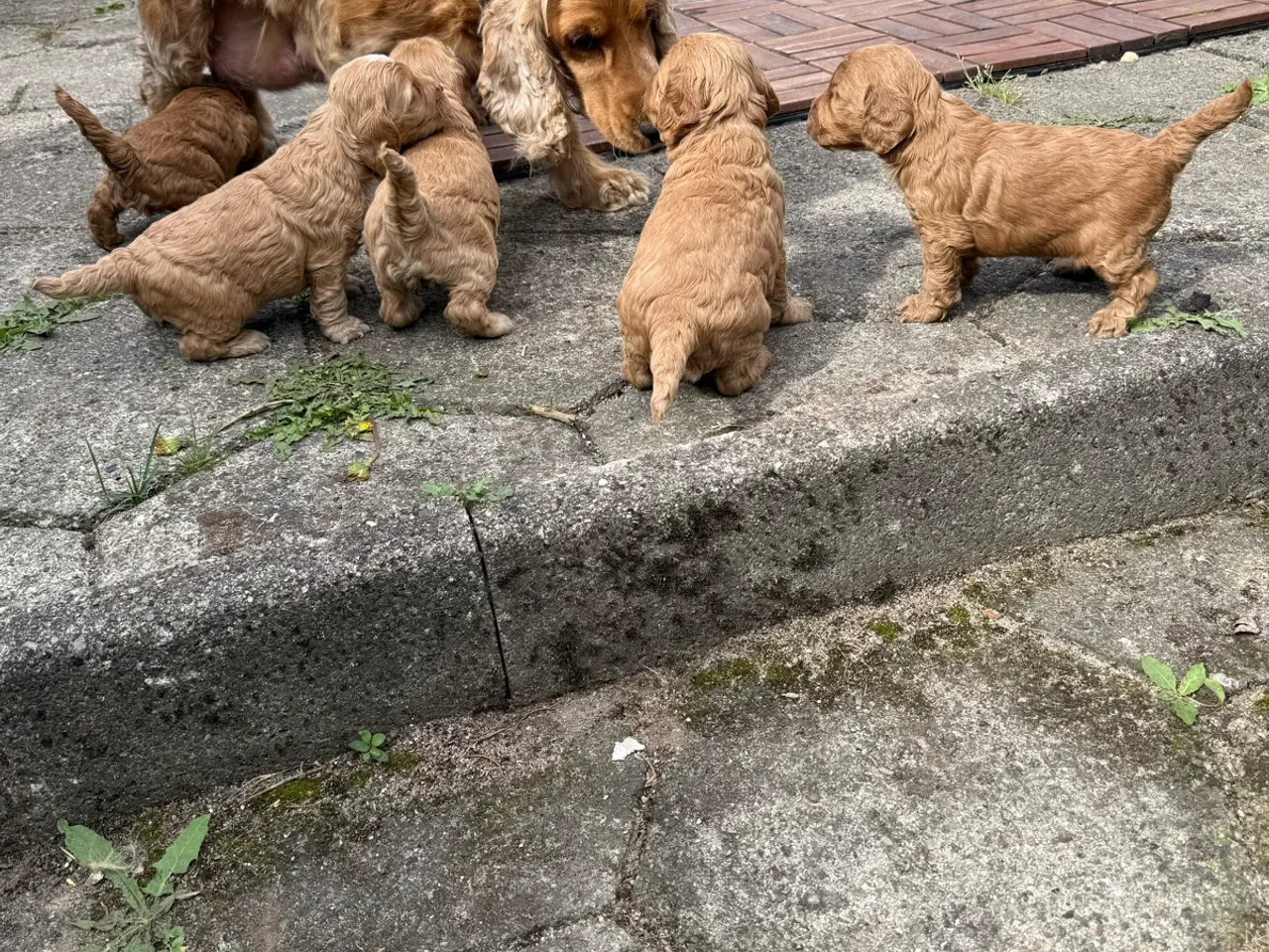 Billede 5 - 🐶❤️ 6 SKØNNE COCKERPOO-HVALPE SØGER KÆRLIGE HJEM