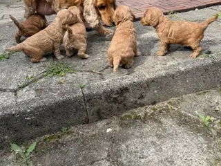 🐶❤️ 6 SKØNNE COCKERPOO-HVALPE SØGER KÆRLIGE HJEM - 5