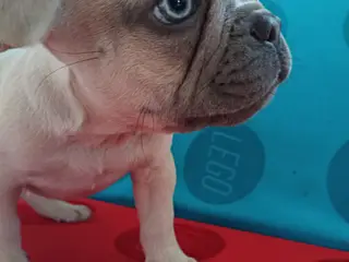 fransk bulldog hvalpe