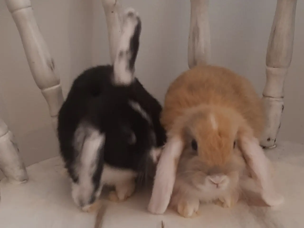 Billede 10 - (1200kr for 2)8 Unge kaniner🐰🐇 forskellige racer