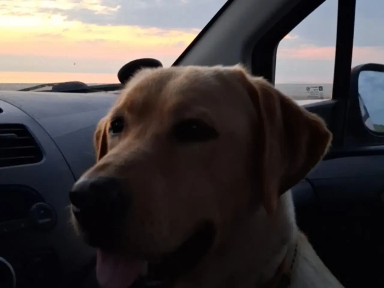 Billede 3 - Sødeste avlsklare labrador