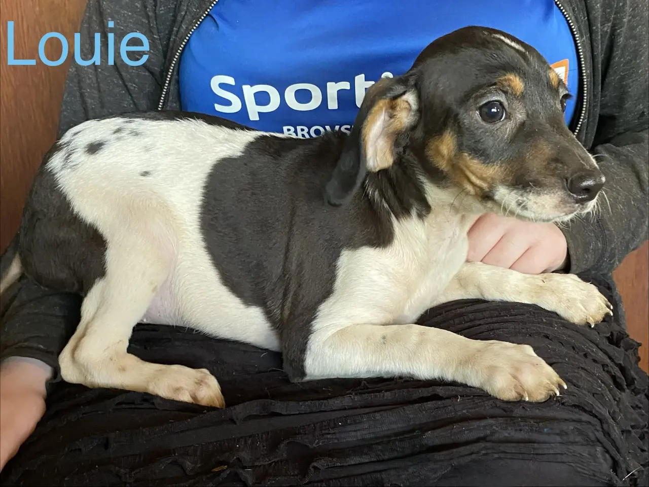 Billede 6 - Hundehvalpe Dansk/svenskgårdhunde