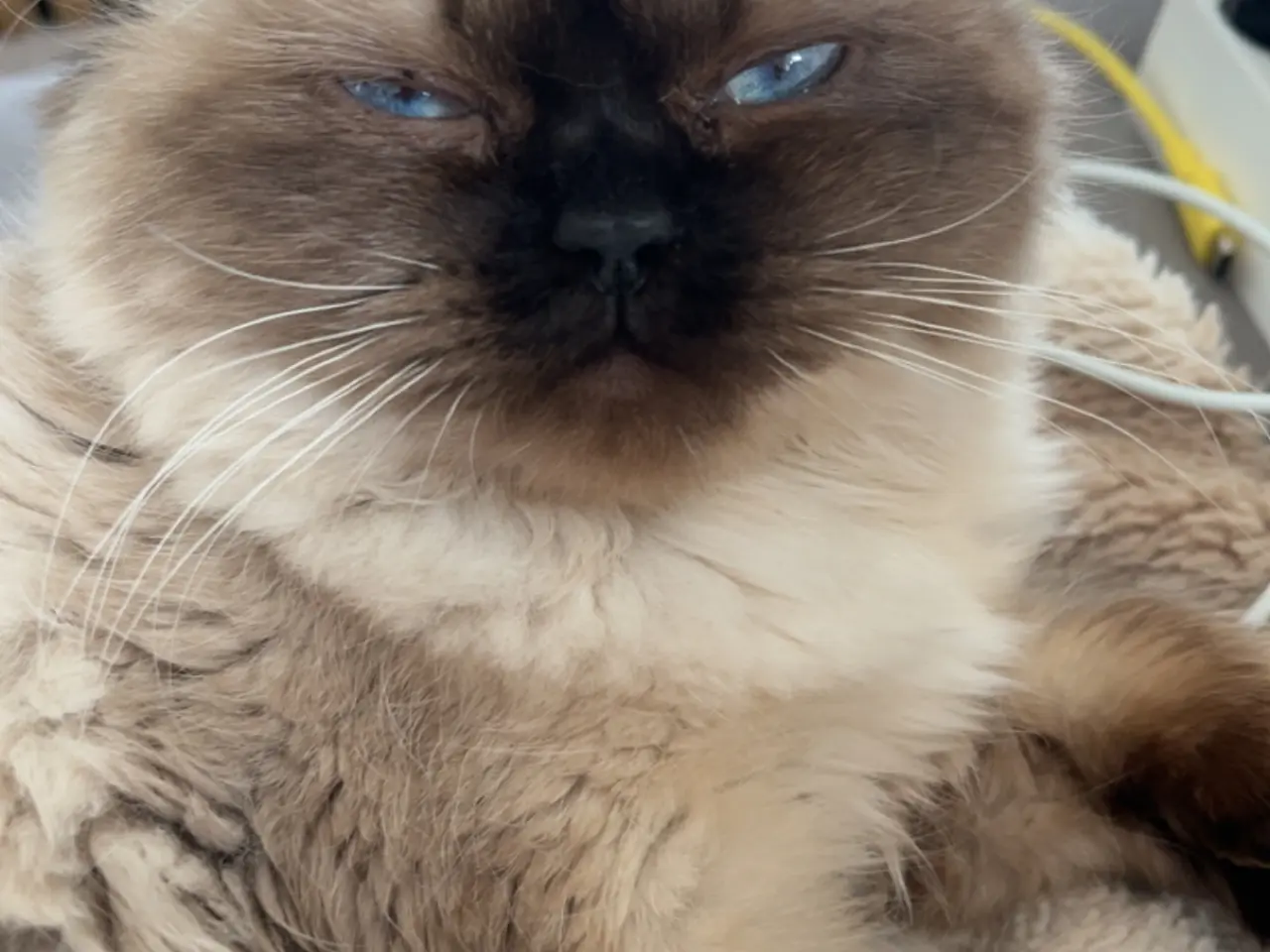 Billede 7 - Ragdoll uden stamtavle - Hunkat