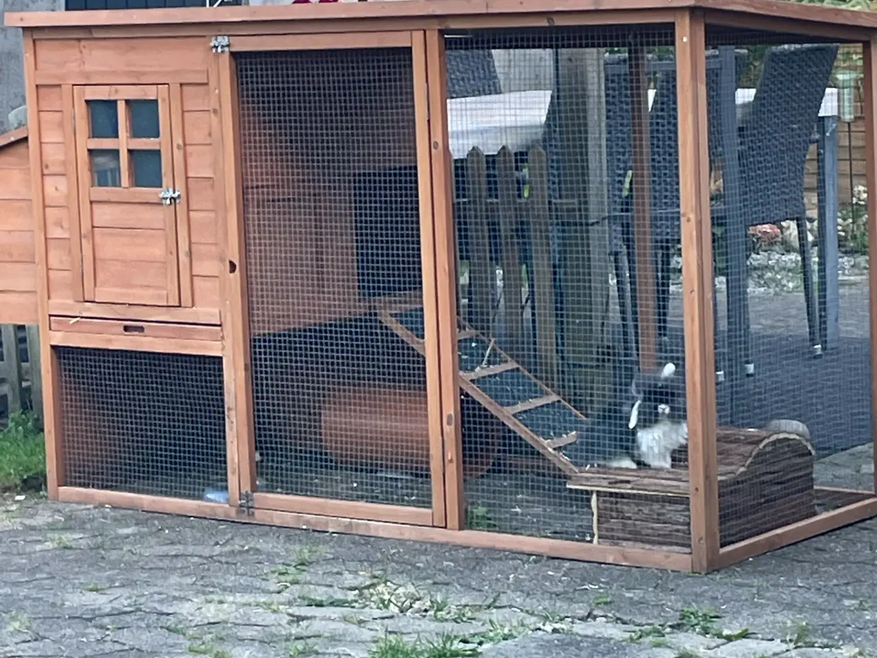 Billede 8 - Hun unge på 10 uger