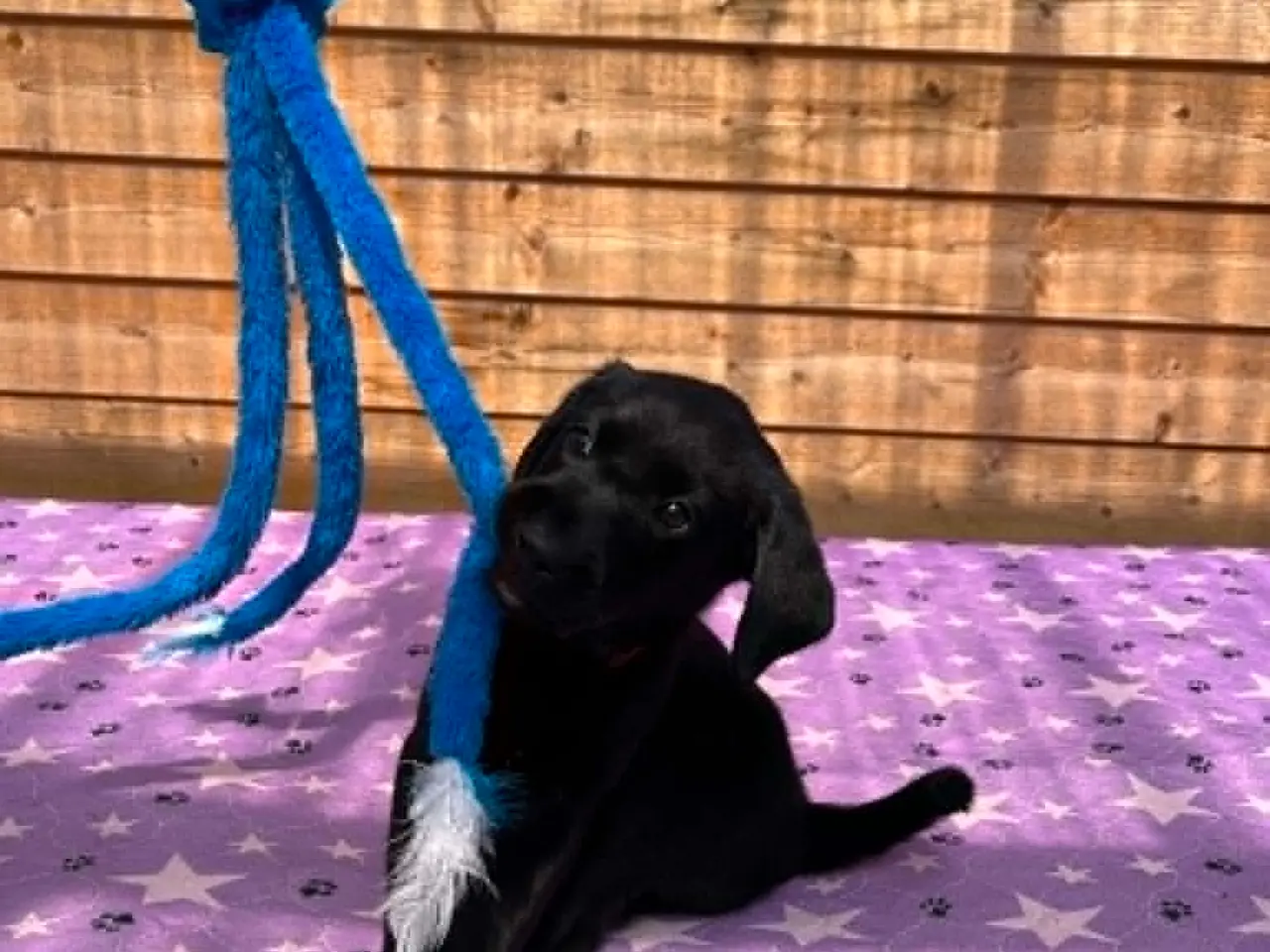 Billede 4 - ❤️ Smuk sort Formel 1 Labrador tæve