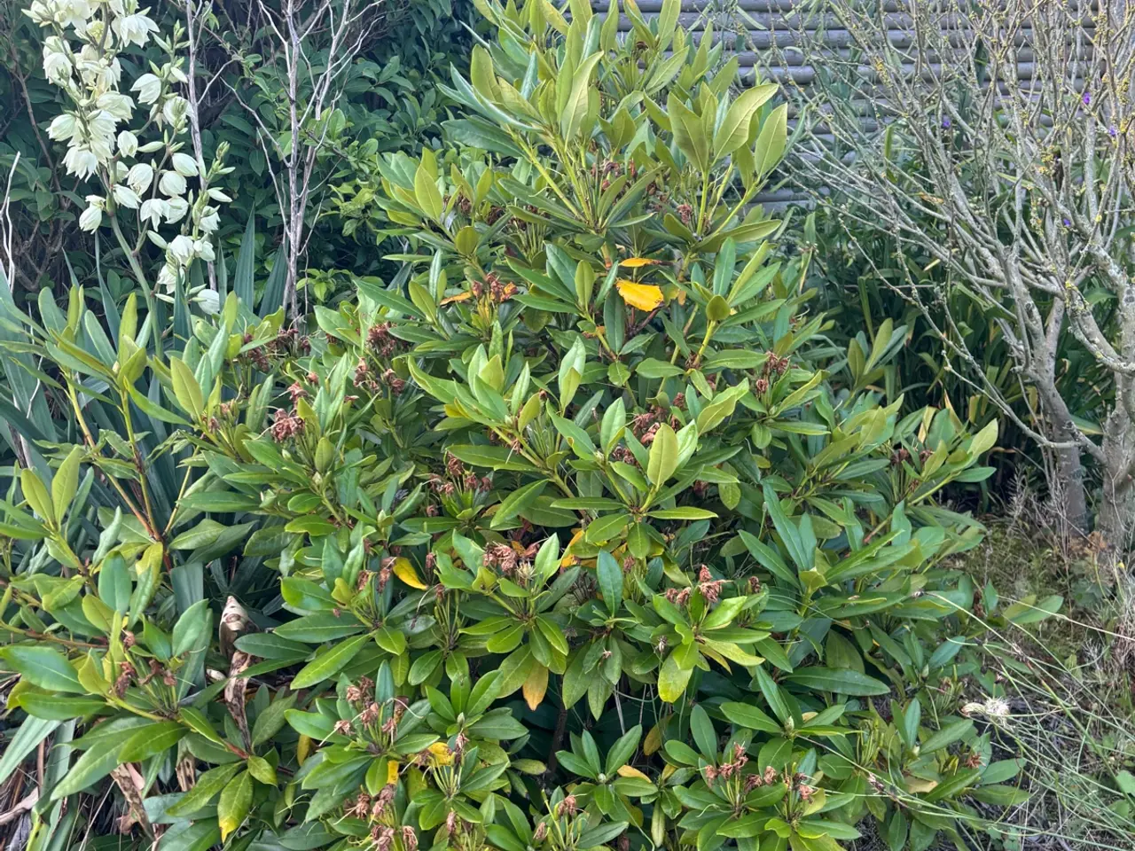 Billede 13 - Planter, buske, træer m.m.