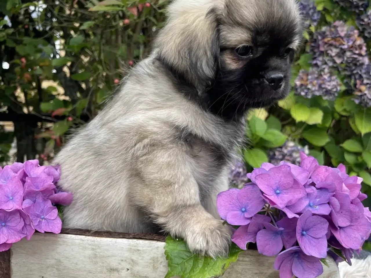 Billede 2 - AKIRA - Tibetansk spaniel hvalp 
