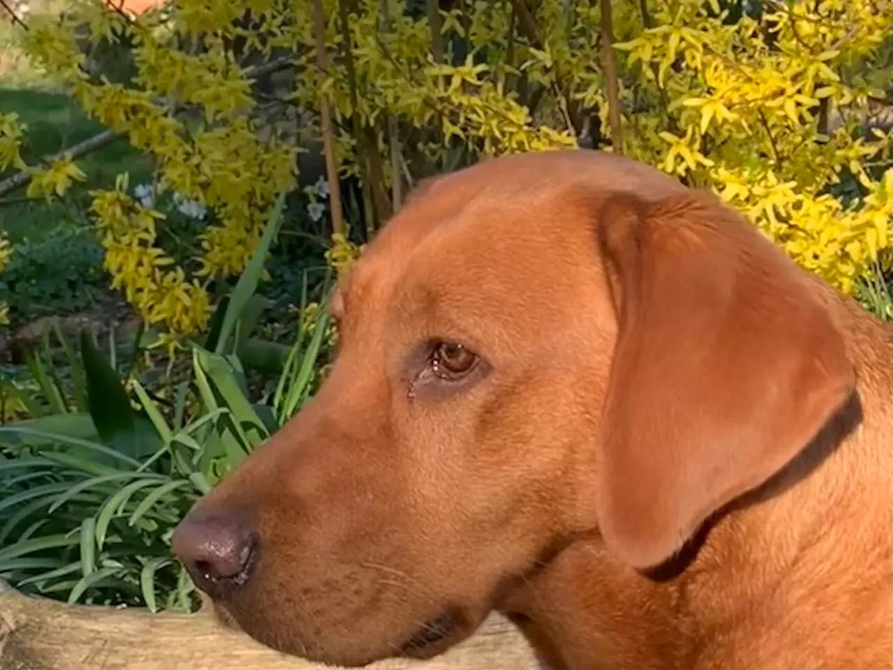 Billede 12 - Labrador hvalpe 