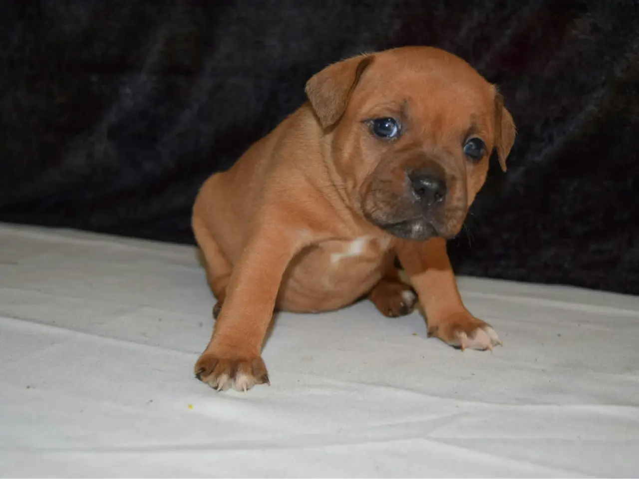 Billede 2 - Rød Staffordshire Bull Terrier tæve