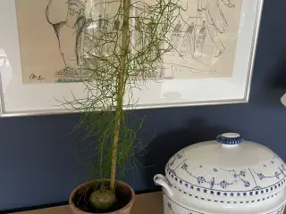 Boweia volublis, hvidkål med aspagus