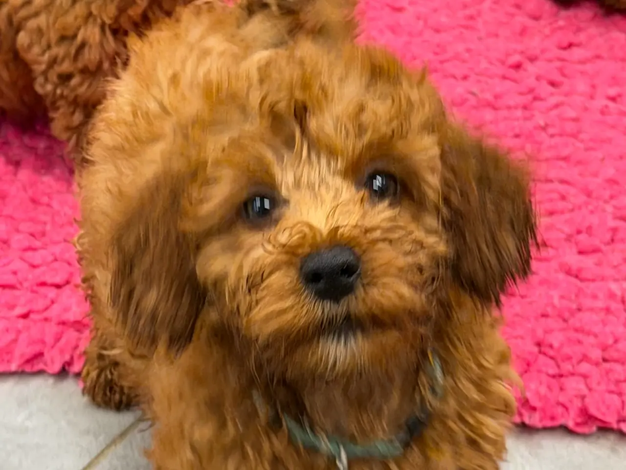 Billede 7 - Maltipoo rejseklar