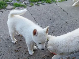 Siberian Husky/Alaskan Malamute/Samojede - 4