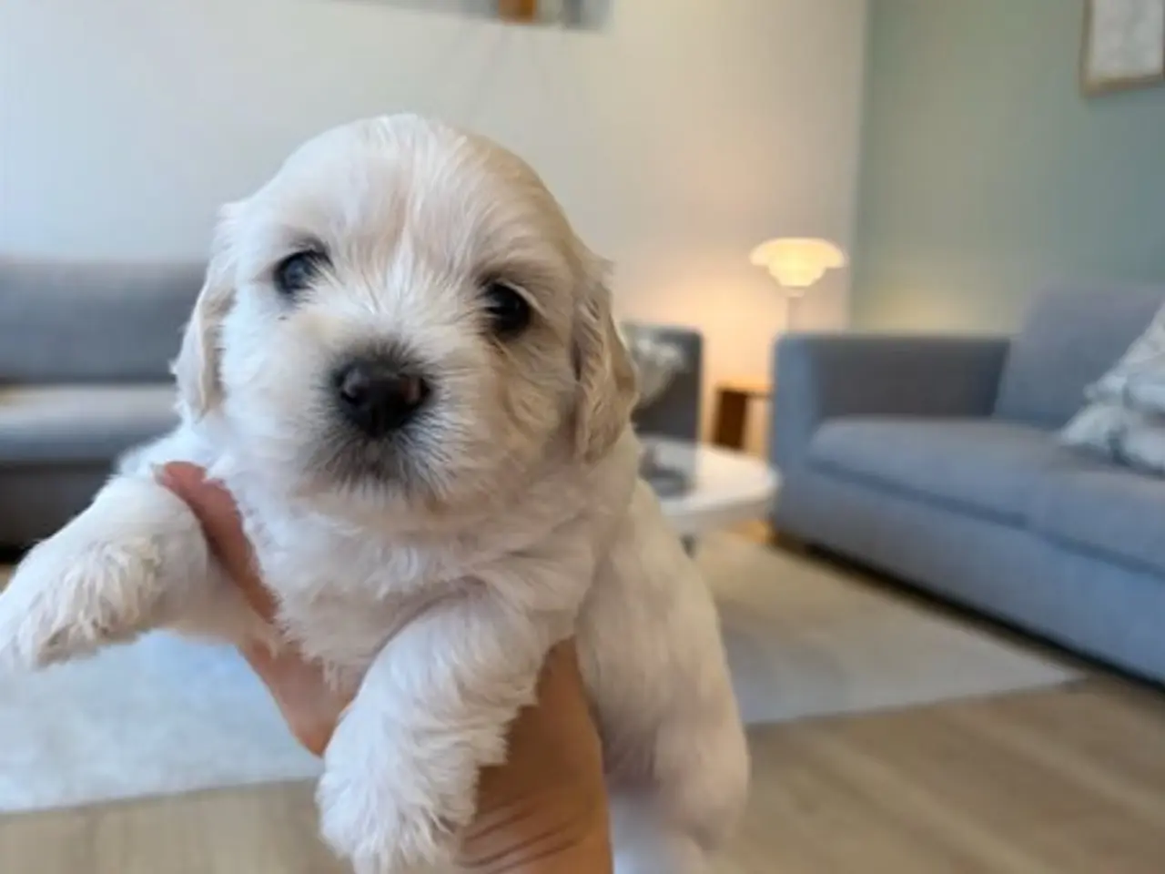 Billede 3 - Maltipoo Hvalpe