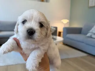 Maltipoo Hvalpe - 3