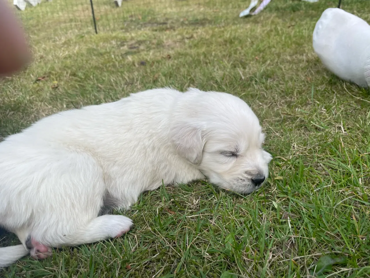 Billede 7 - Golden Retreiver hvalpe