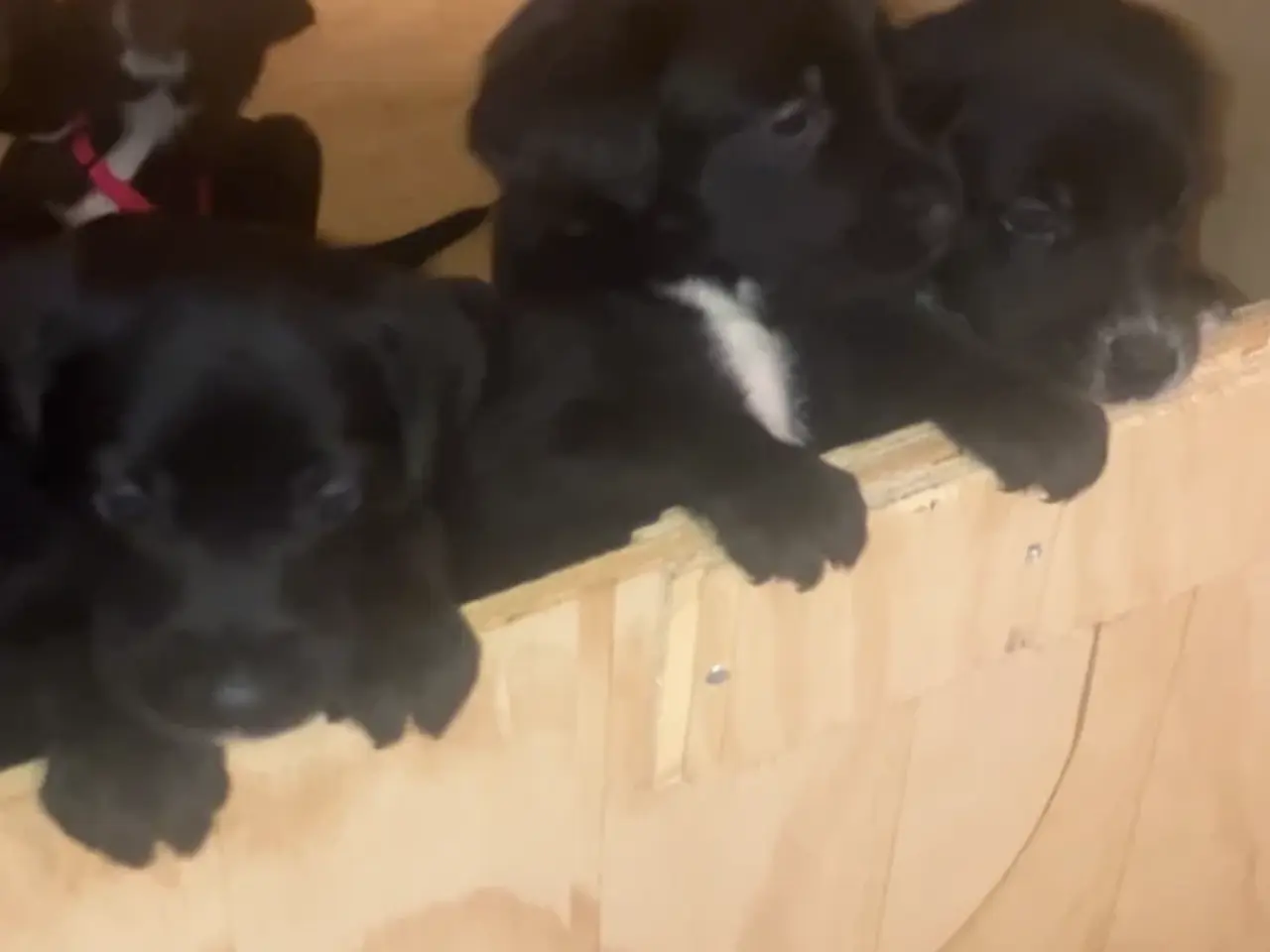 Billede 2 - Schæfer springer blanding 5 uger gammel 