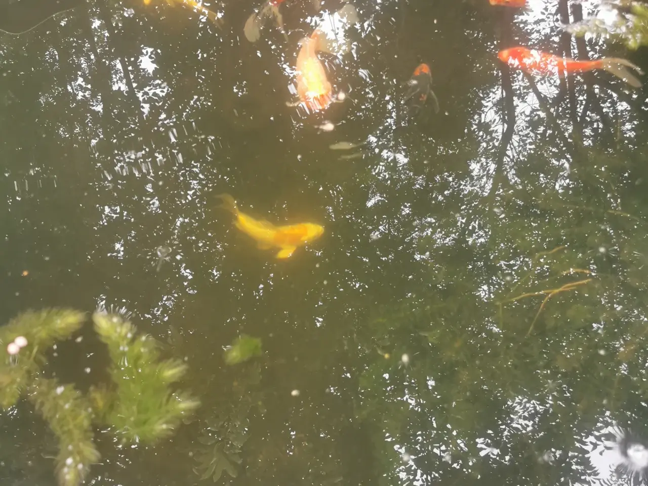 Billede 1 - 10 flotte havedam fisk