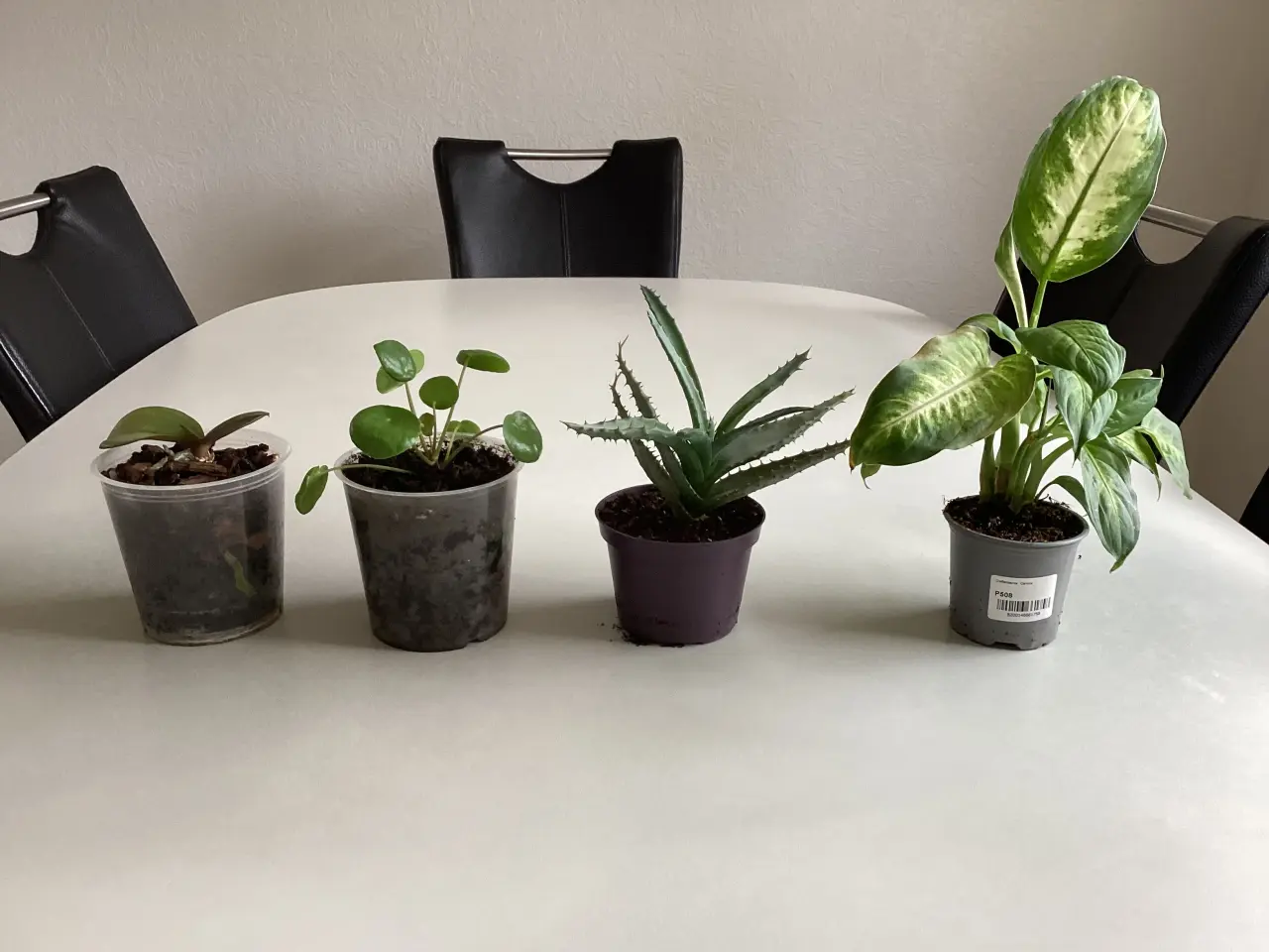 Billede 1 - Stue planter