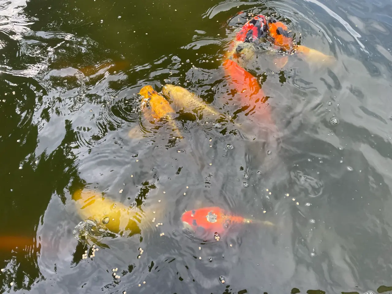 Billede 11 - Koi karper 20 til 45 cm