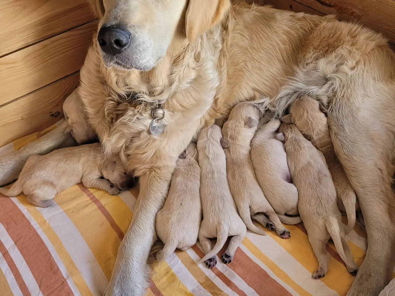 Billede 8 - Golden Retriever hvalpe 