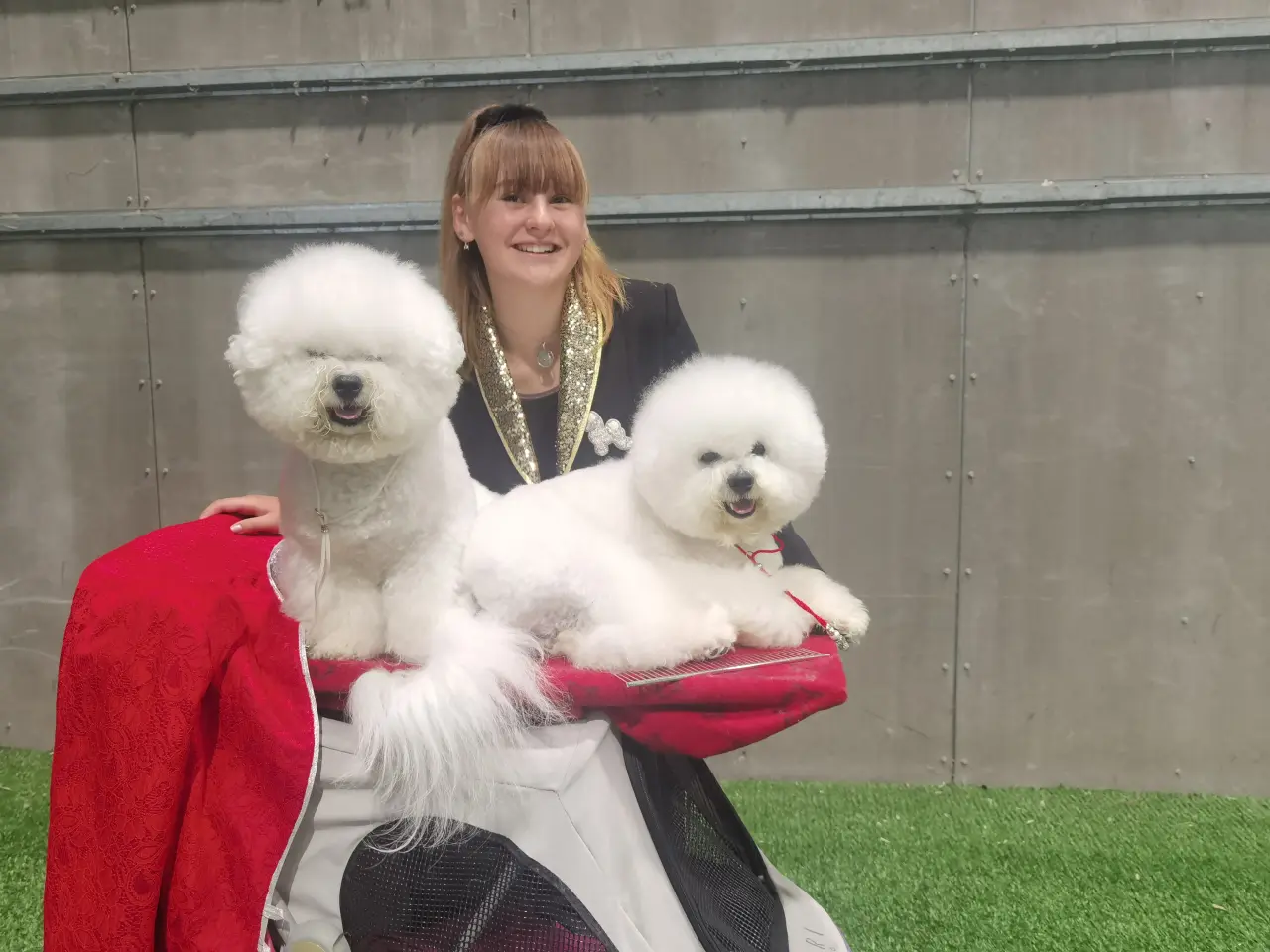 Billede 5 - Bichon Frise allergivenlige hvalpe