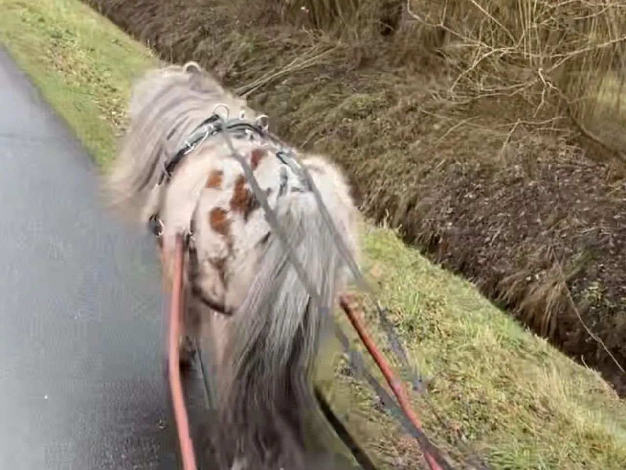 Billede 5 - Lille Knabstrupper Hingst