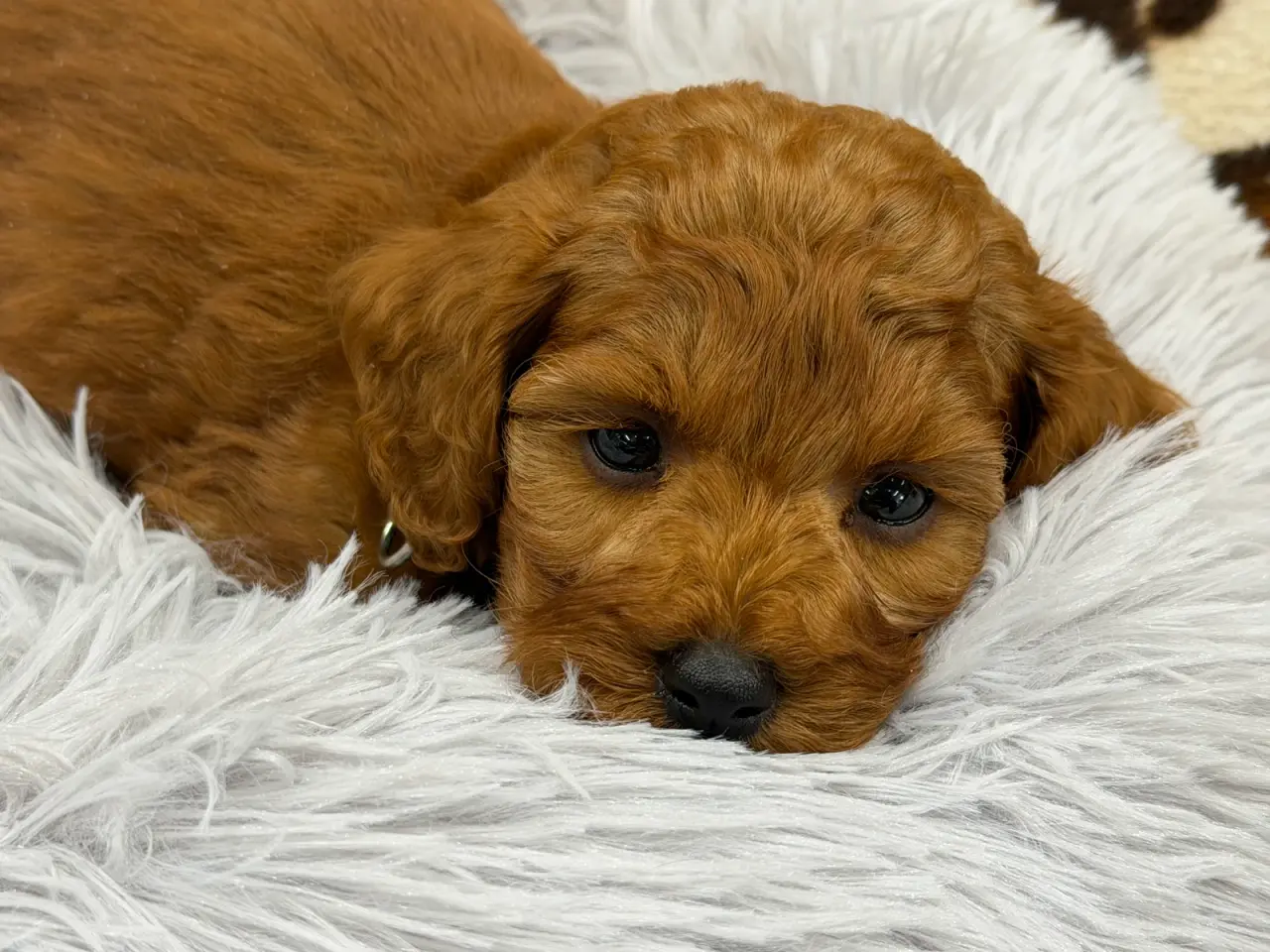 Billede 3 - Skønne mini Maltipoo hvalpe