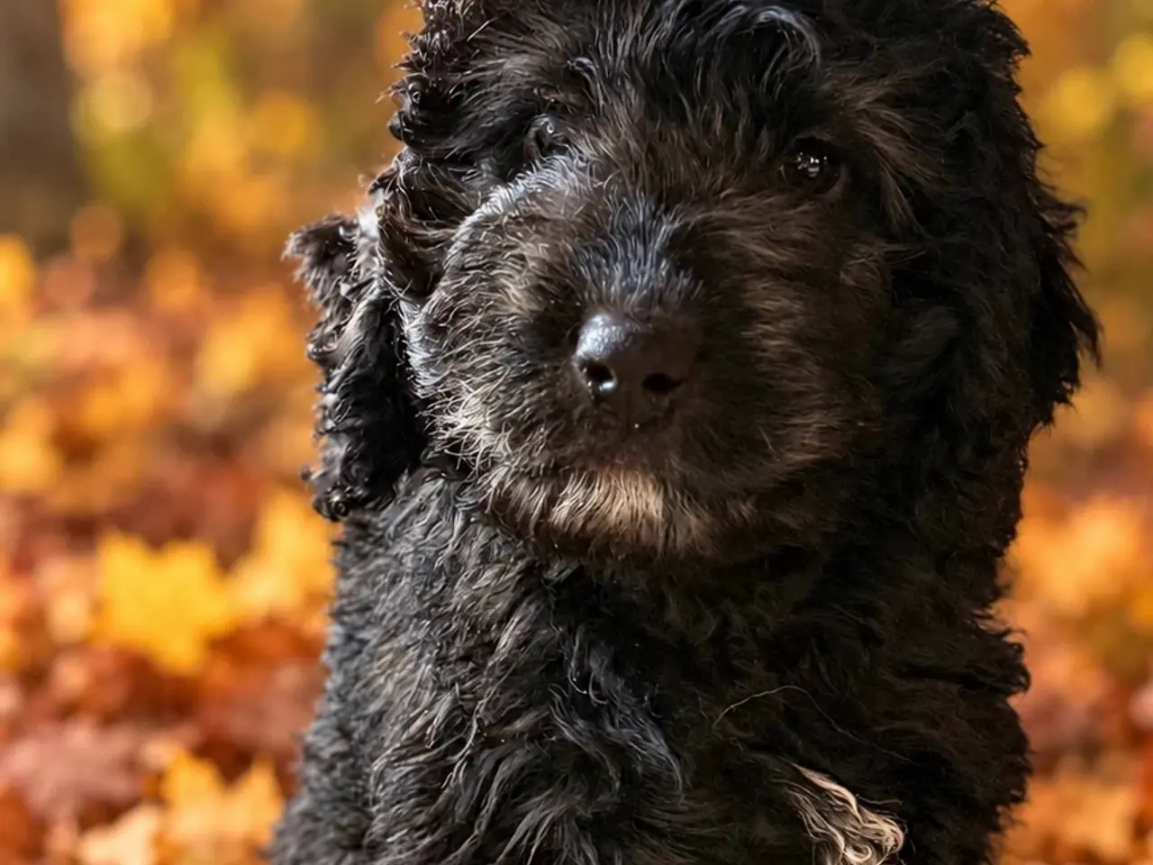 Billede 4 - Cockapoo hvalpe