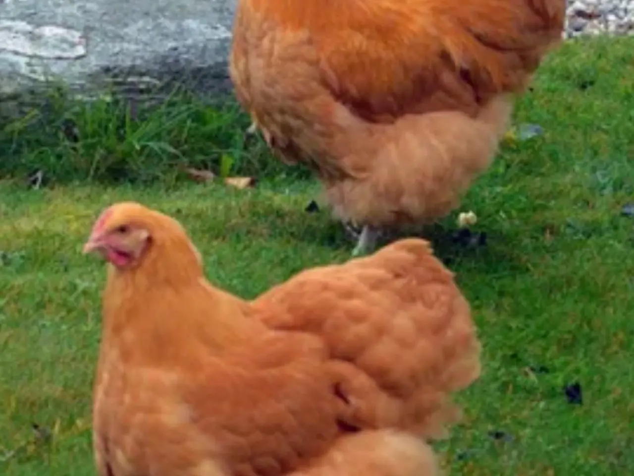 Billede 2 - Kyllinger 🐤 Gul Orpington - stor race 