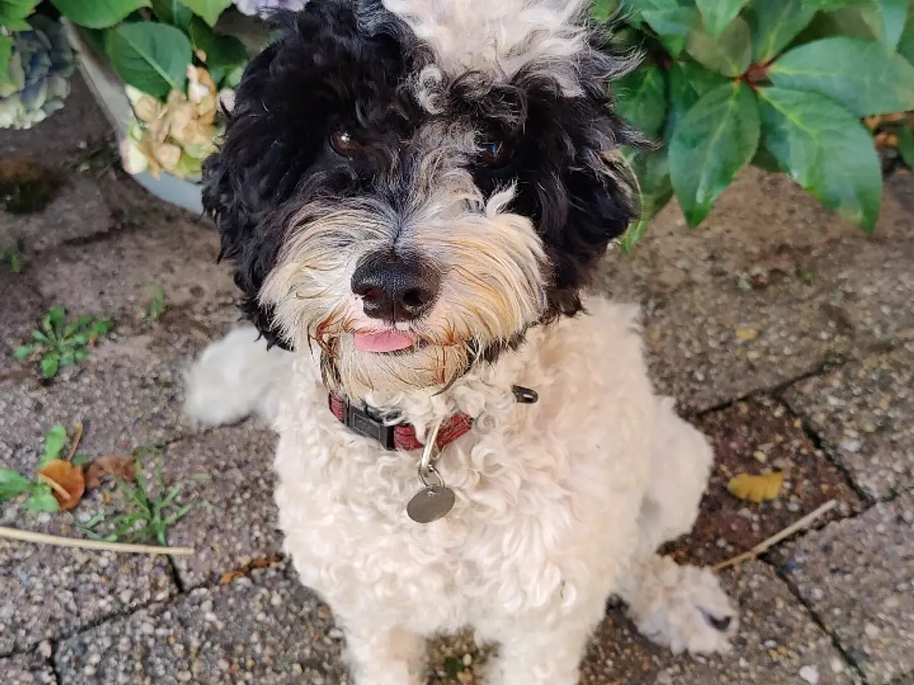 Billede 4 - Dejlig cavapoo søger god familie