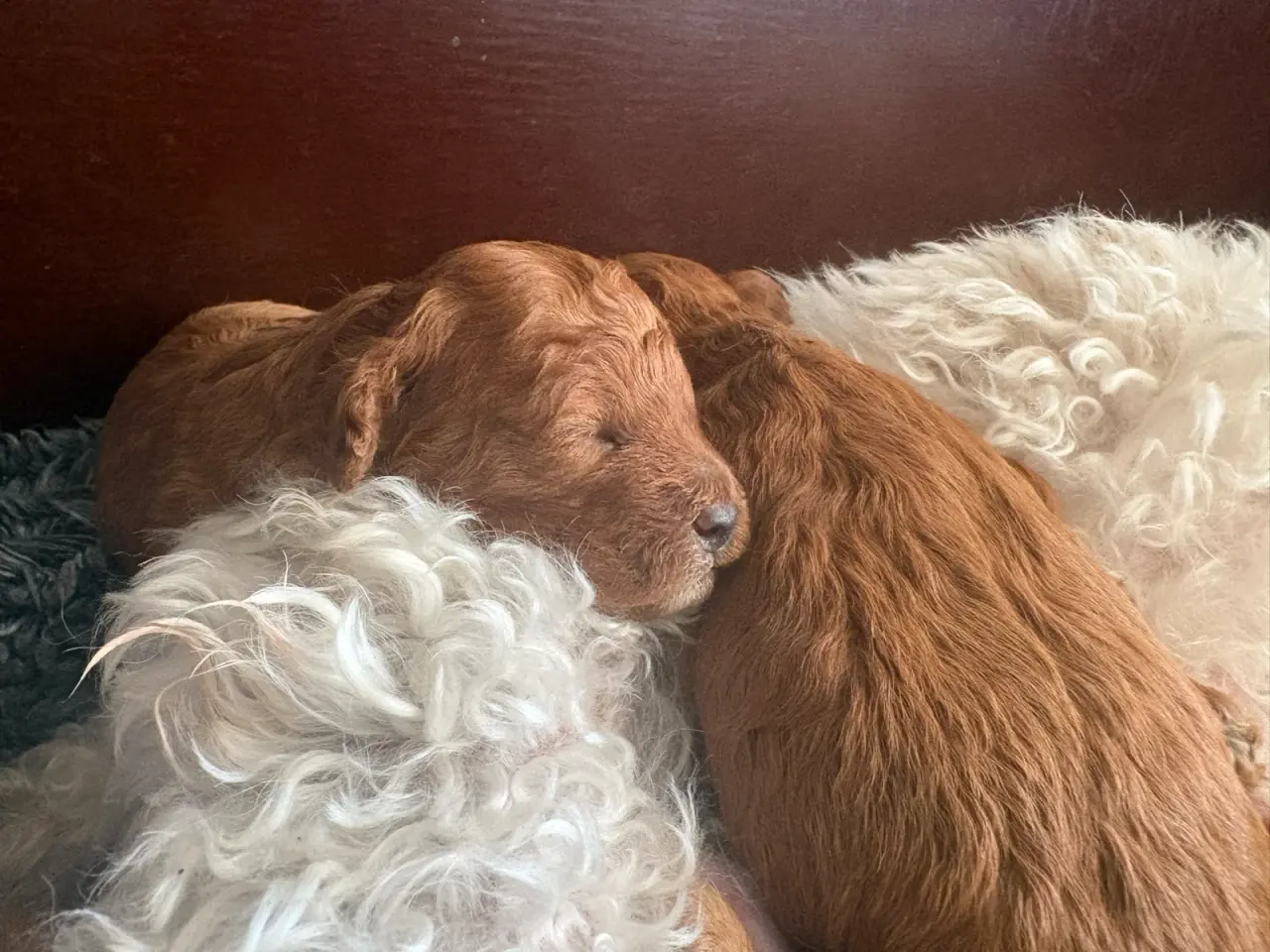 Billede 3 - Maltipoo. Røde uldtotter søger deres ev