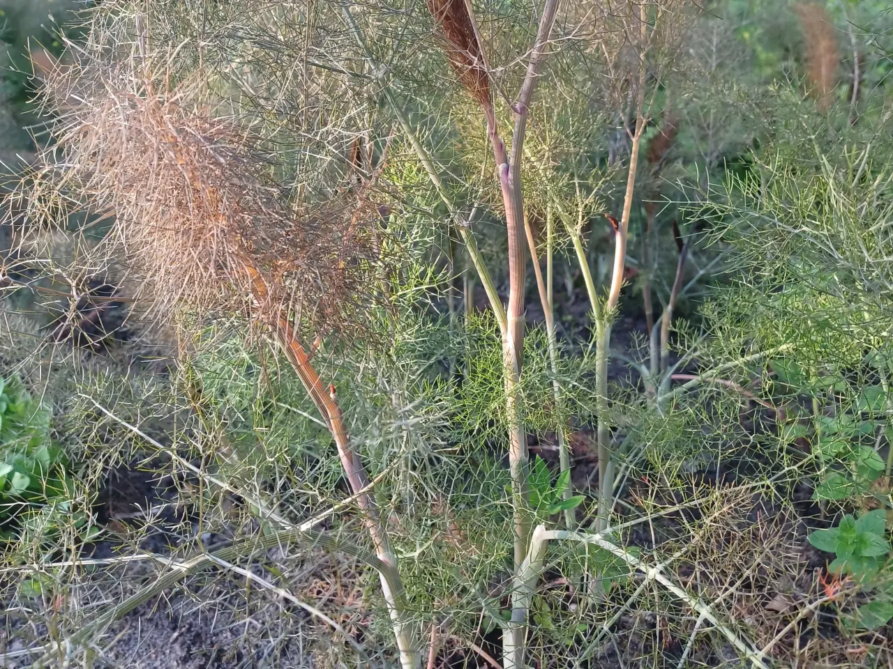 Billede 3 - Krydderurter Oregano, Citronmelisse mfl.