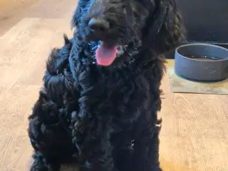 F1B Labradoodle 1 hun tilbage - 3