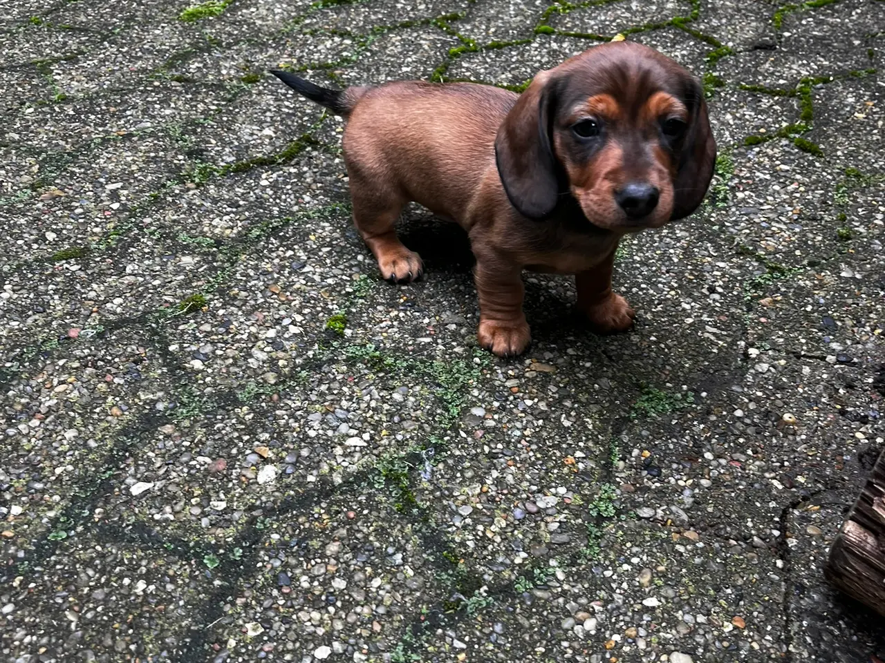 Billede 1 - Dværg gravhunde