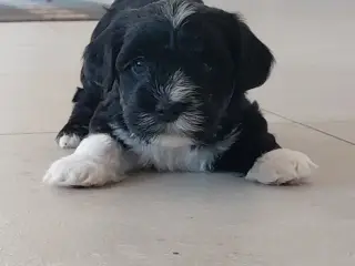 1 dreng tilbage