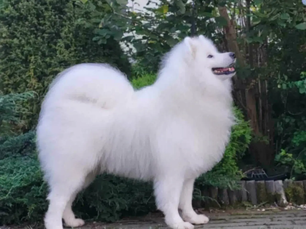 Billede 15 - Samojed-hvalpe fra anerkendt FCI-kennel 