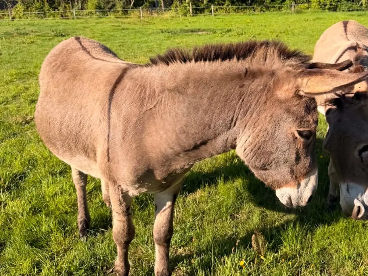 Billede 3 - Æsel hingst