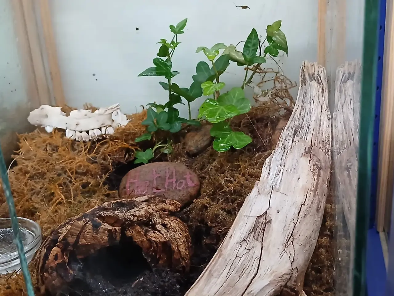 Billede 1 - Edderkop Cyriopagopus Sp. Hati Hati 