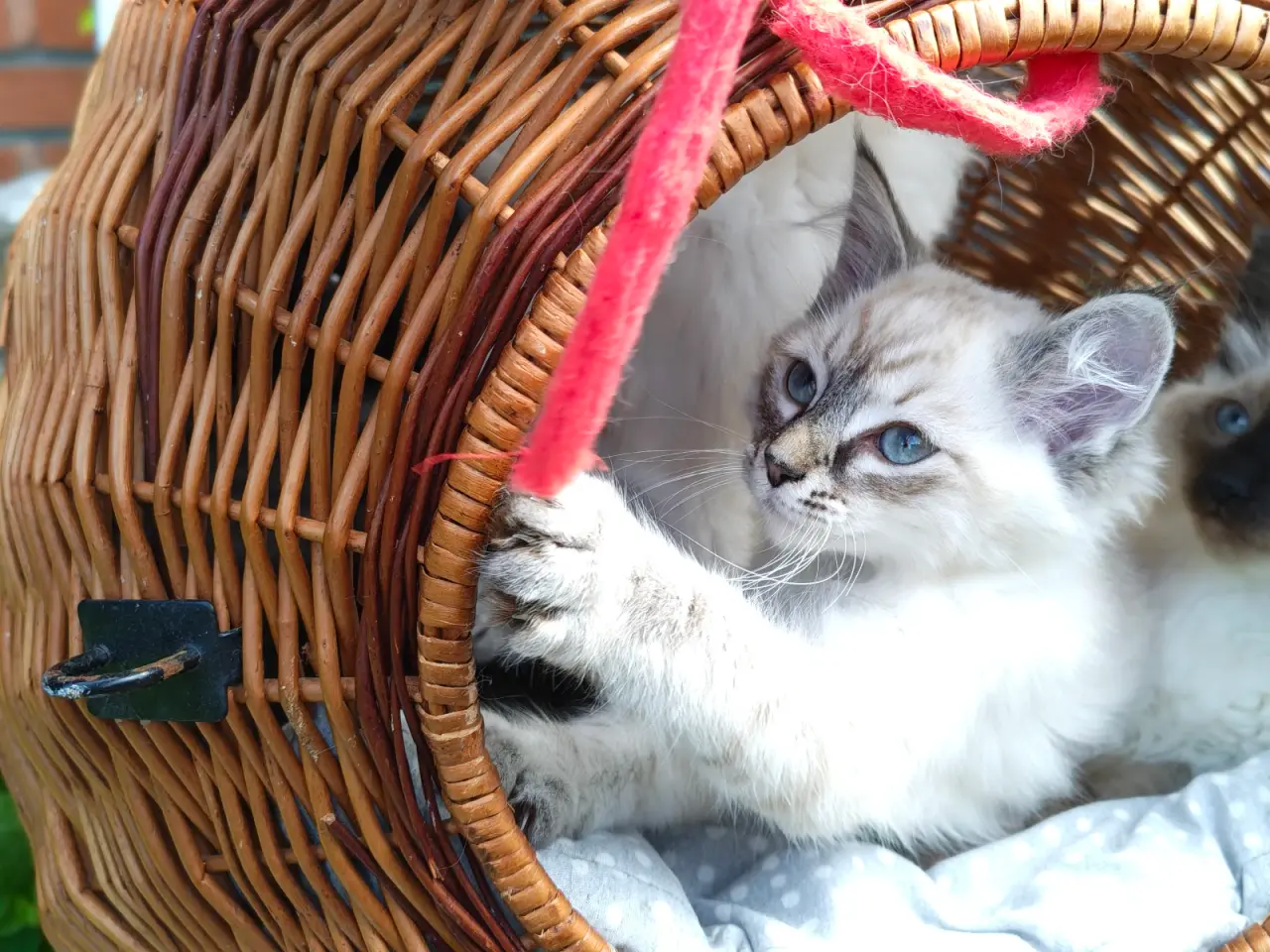 Billede 9 - Ragdoll  far- Ragdoll-Skovkat mor.