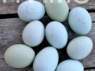 Silverudds Blue RUGEÆG